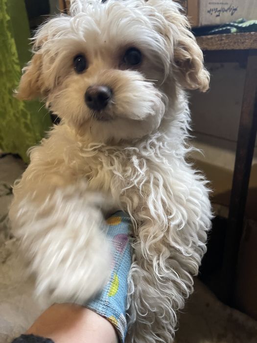 Хлопець мальтіпу без дефектов бюджетно