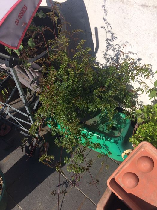 Jasmim com vaso incluido