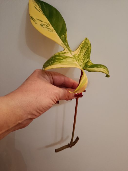 Magic Mack variegated