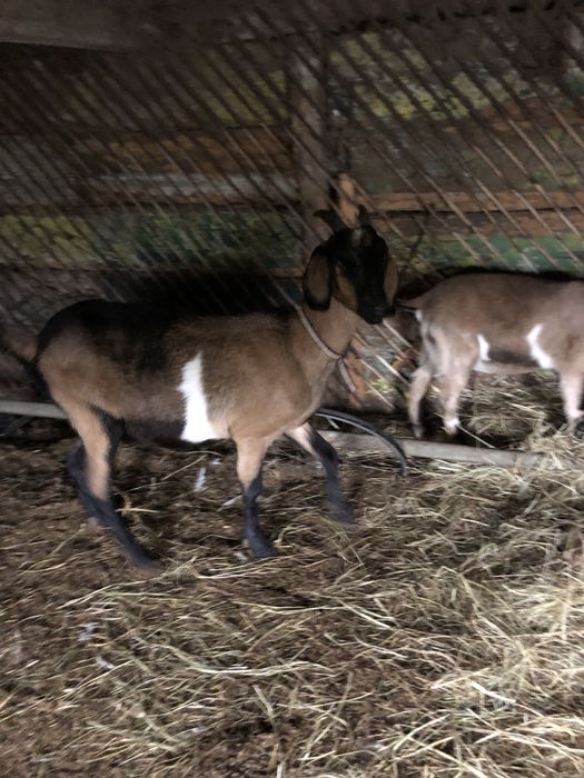 Продам нубійських кіз