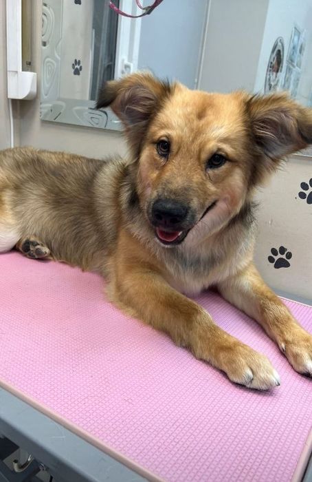 Отдам даром в добрые руки собачку метис небольшой породы