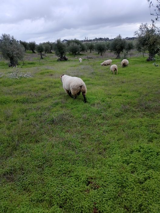 Carneiro sulfok para mudar de pasto