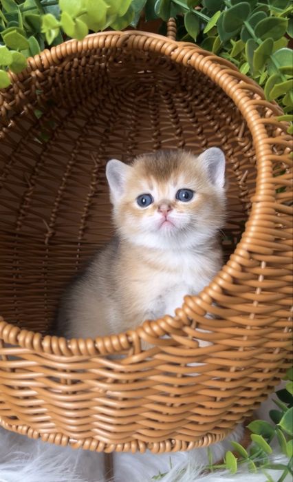 Неймовірний плюшевий котик