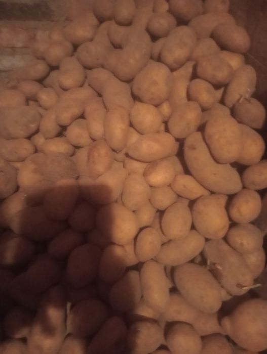 Sprzedam ziemniaki jadalne Mirabela1zł kg