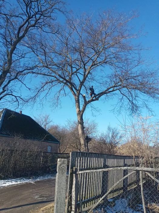 Зріз ,видалення дерев