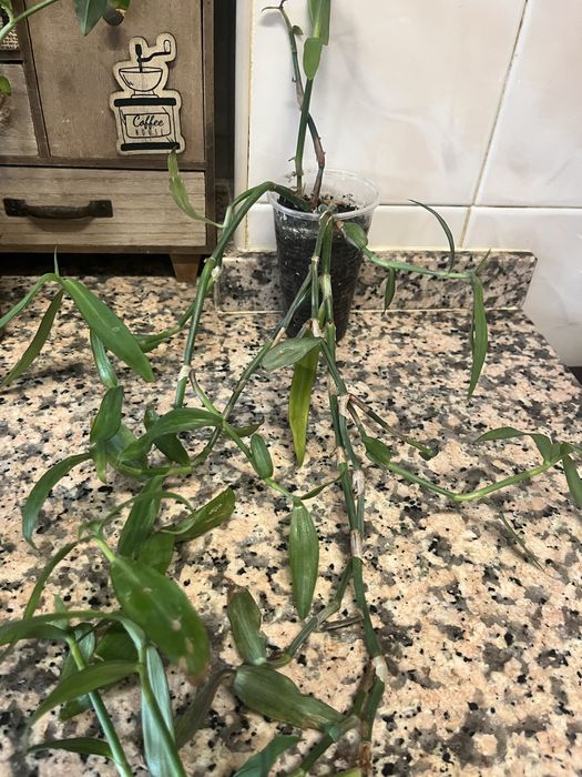 Plantas de coleção