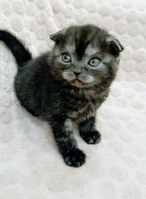 Кукольная девочка скотитиш фолд редкого окраса чёрный дым!
