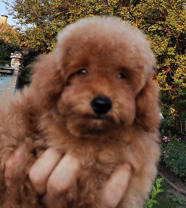 Мальтипу 4 міс розмір той