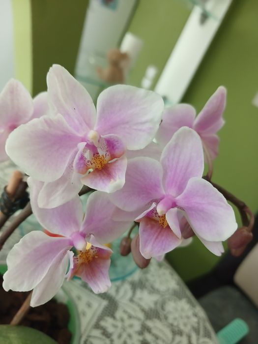 Phalaenopsis equestris (Фаленопсис Еквестріс) — мініатюрна епіфітна орхідея, відома своєю витонченістю та здатністю до частого цвітіння.
