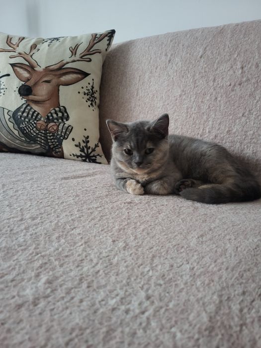 Koty brytyjskie krotkowlose