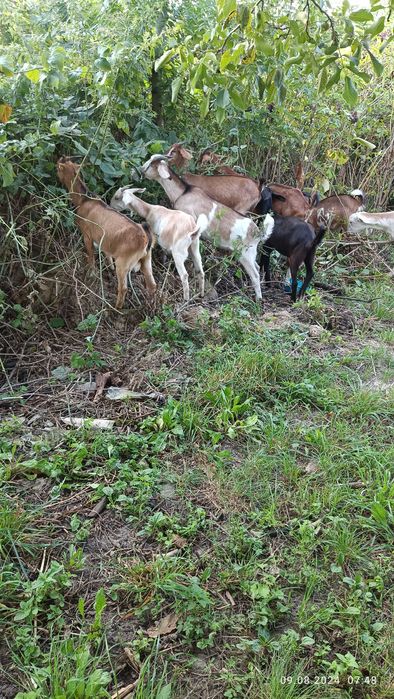 Продам англо-нубійські кози і козлики.