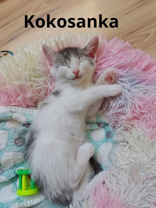 Przygarnij jednego lub dwa! Kocięta i młoda mama do adopcji