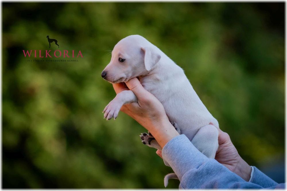 Charcik włoski cudny piesek kremowy * hod. Wilkoria FCI * Charciki *