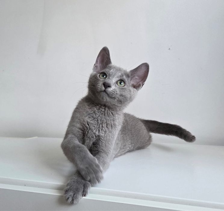 Kocurek Rosyjski Niebieski JACK