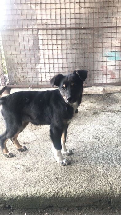 Віддам в добрі руки 2 дівчинки