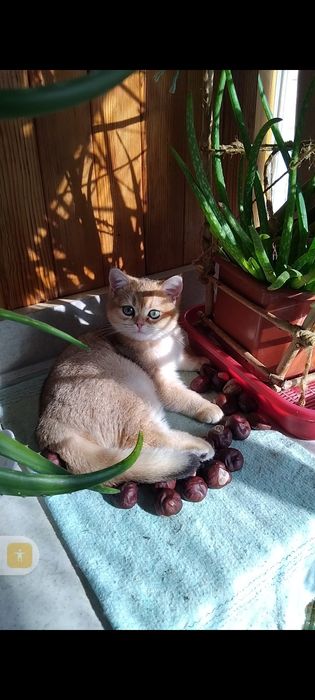 Котята Золотая шиншила