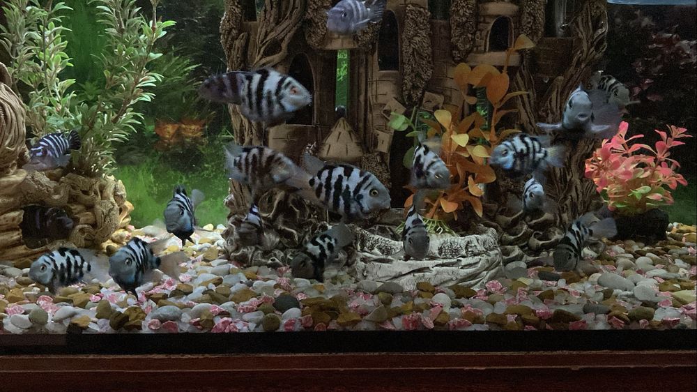 Срочно!!!Сапфировых попугаев