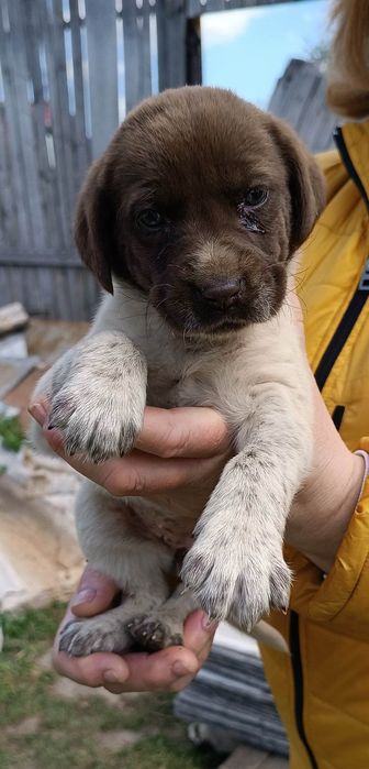 Щенятко вік півтори місяці