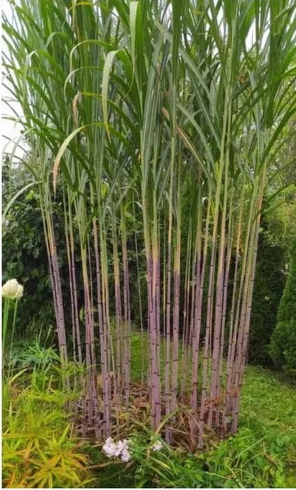Unikat! Trawa Gigant Miscanthus Lutarioriparius
