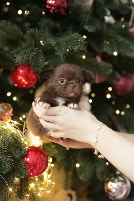 Chihuahua FCI chłopak