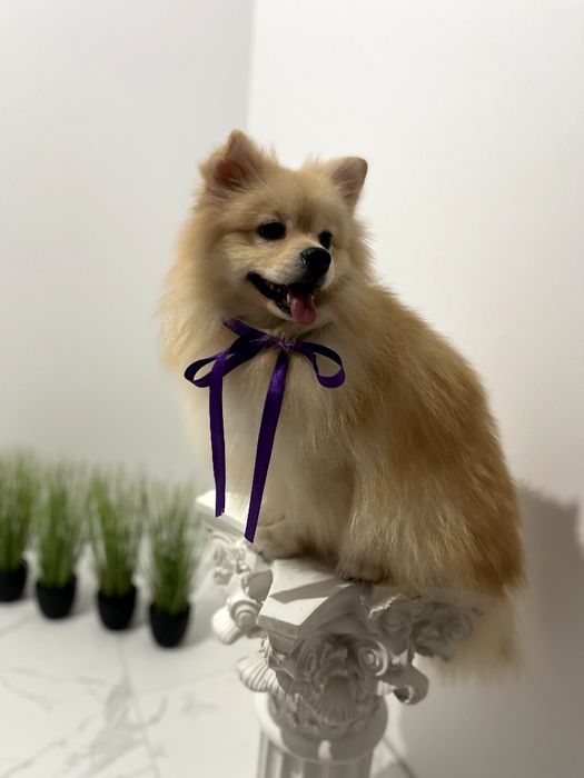 Померанські шпіци  ваш найкращий подарунок року