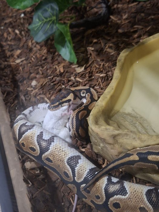 Terrarium z wężem