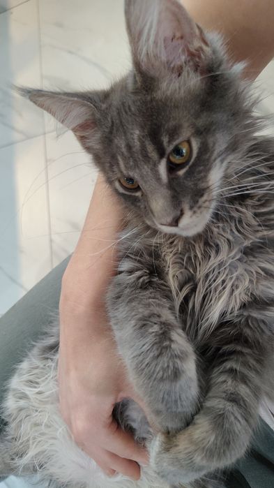Maine Coon ostatnie dwa kocurki