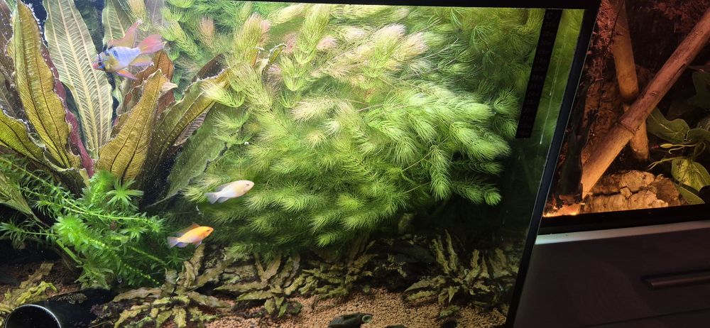 Oddam pilnie Rogatek roślina do akwarium