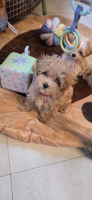 Maltipoo Szczeniaczek Suczka