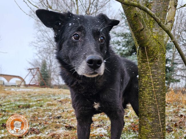 Pies do adopcji Wrocław - Łagodny, przyjazny Bary