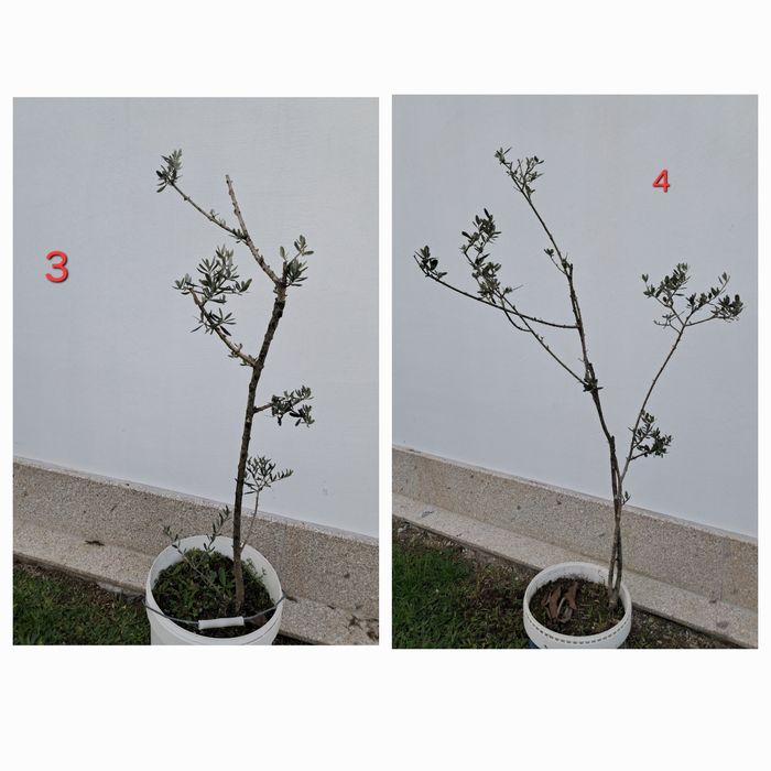 Oliveiras para jardim - vários tamanhos
