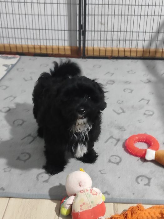 Чарівни малюки Мальтіпу.