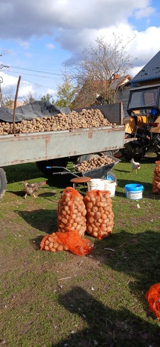 Ziemniaki jadalne odmiany Jurek,Denar