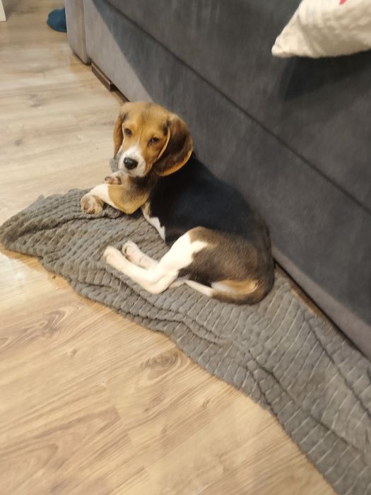 Beagle Szczenięta Rodowodowe