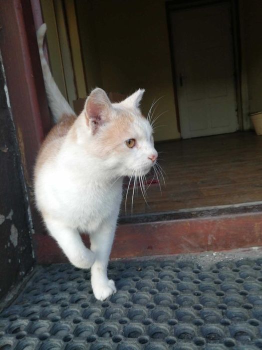 biało rudy Kocurek starszy do adopcji