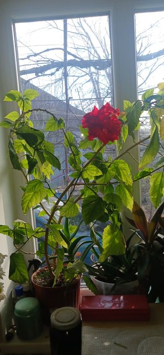 Китайская роза комнатная