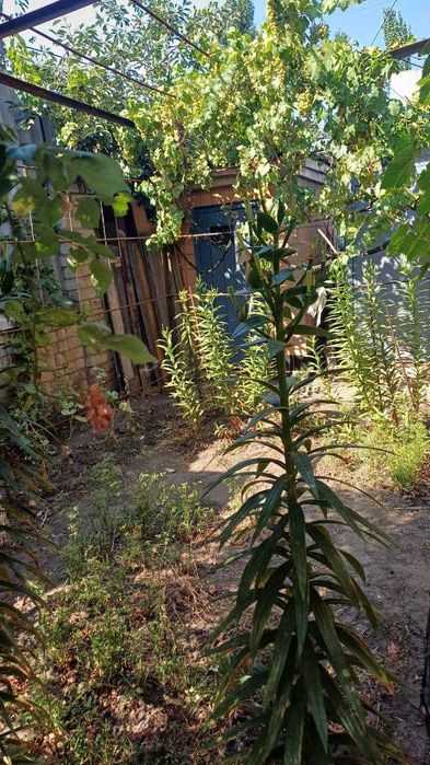 Продаю дом Н. Водопой  9 Линия