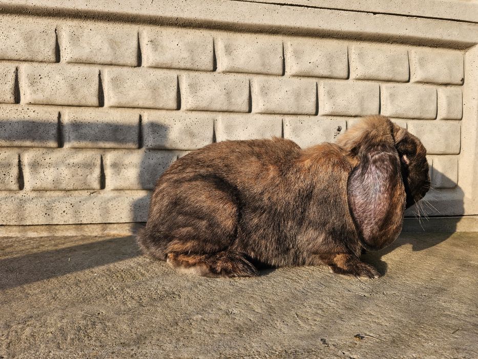 Samica Francuski Baran Madagaskarowy z rodowodem I oceną