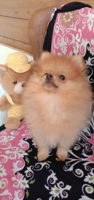 Шпіц Померанський