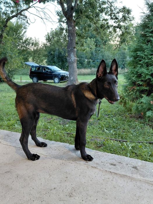 Suczka na sprzedaż- owczarek belgijski malinois