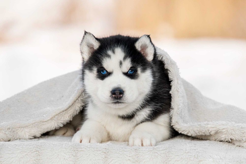 Голубоглазые щенки хаски ! Реальные фото. Готовы к переезду