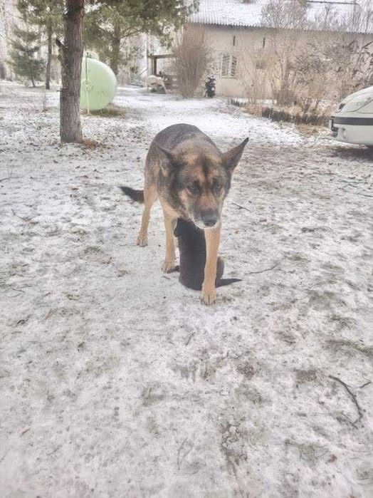 Maluchy gotowe do nowych domów. Pokochaj na zawsze