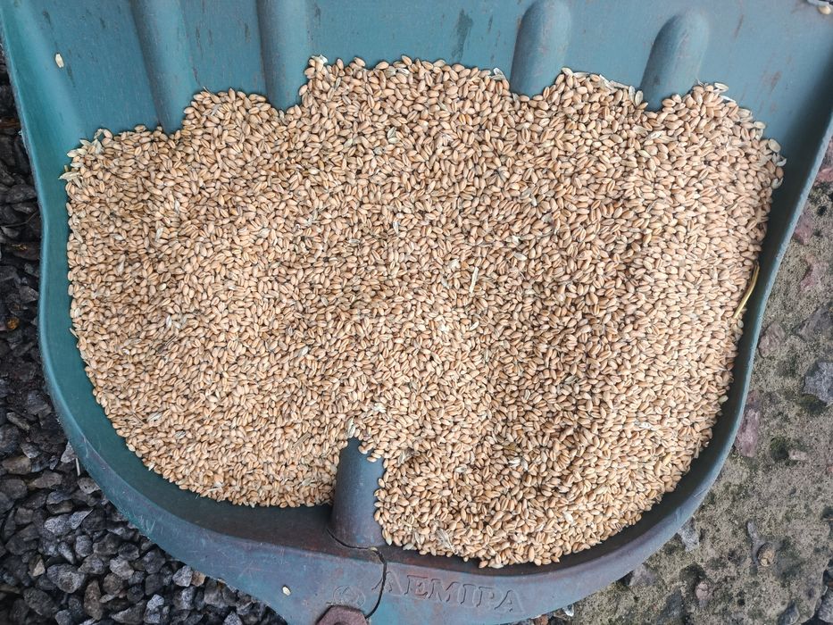 Пшениця 4 клас 2025р.