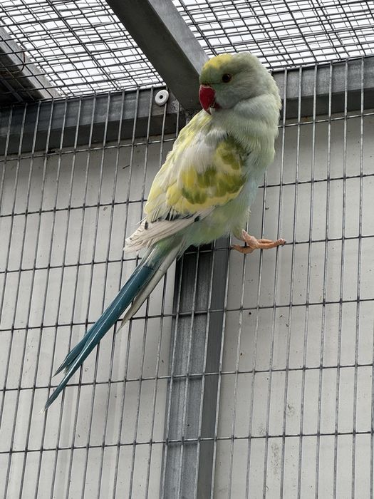 Varias mutacões Ring Necks