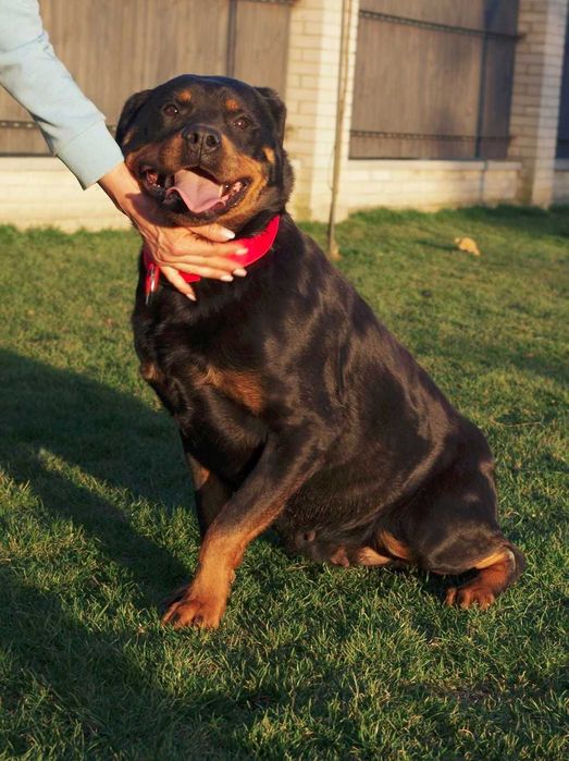 Rottweiler Ayva - wspaniała suka rottweilerka do adopcji