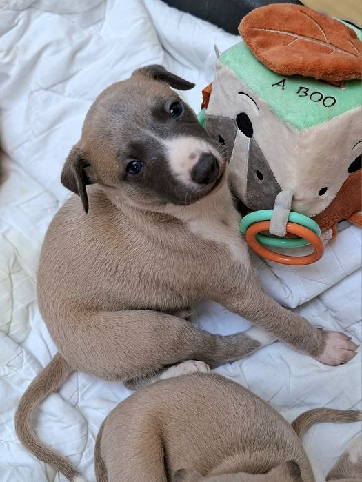 Chart angielski whippet pies Ziggy Zoom