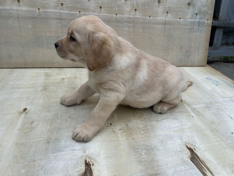 Labrador retriever