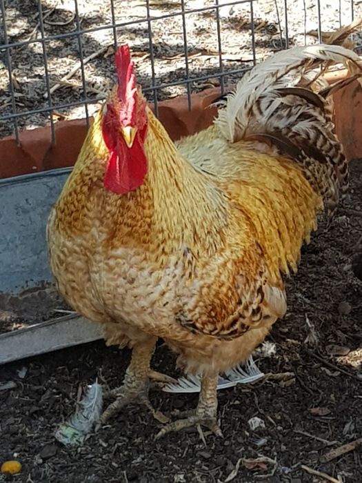 Galos e perua castanha