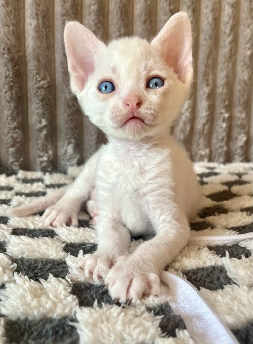 Котик Девон Рекс