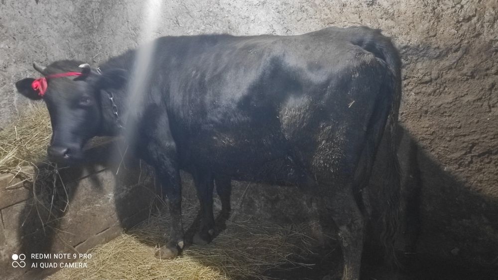 Продам корову доеться